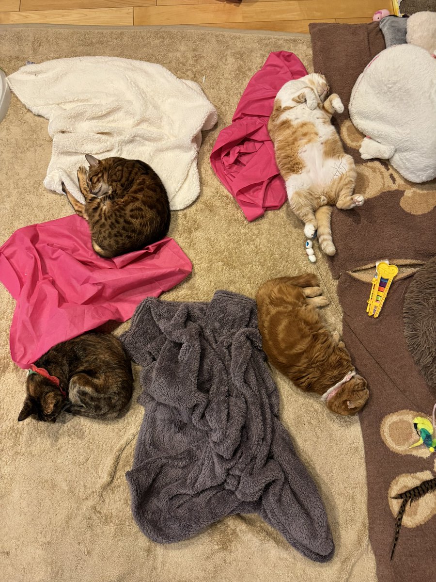 友子ちゃんとお兄ちゃん🌿ねこ&フェレット 😻🐻 (@2oniTomo) / Posts / X