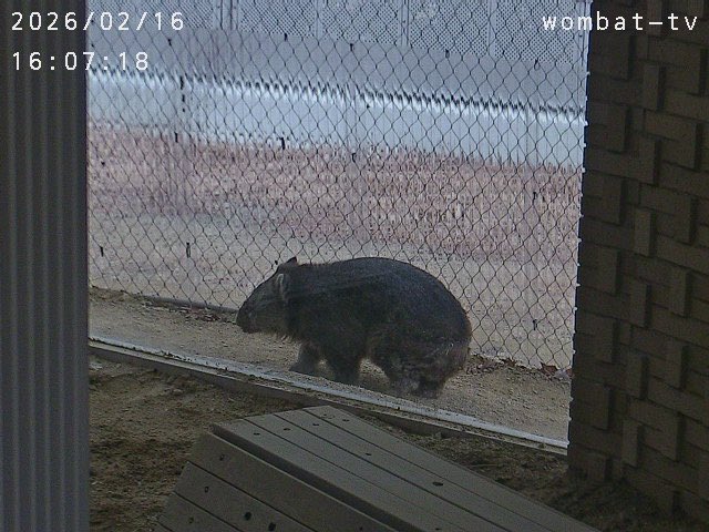 飼育員さんが呼んでる〜。
#ウォンバット　#五月山動物園