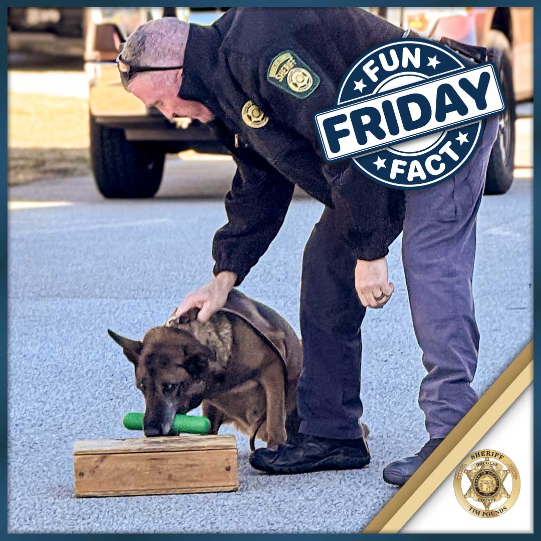 Fun Fact Friday: Our K-9 partners can detect scents up to 100,000 times better than humans! 🐕
That's why they're such valuable members of our team in keeping Douglas County safe.
#FunFactFriday #K9Unit #DCSO