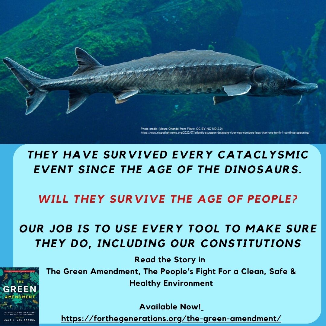 MayaKvanRossum's tweet image. There has been a big win for the Atlantic #Sturgeon of the Delaware River, but their struggle is not over. You can read the story about the power of a #GreenAmendment and the Atlantic Sturgeon at forthegenerations.org/the-green-amen…