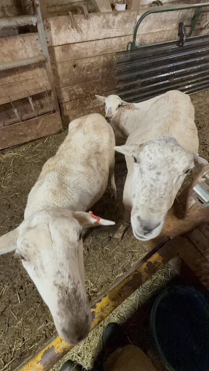 Peanut Coleman tweet media