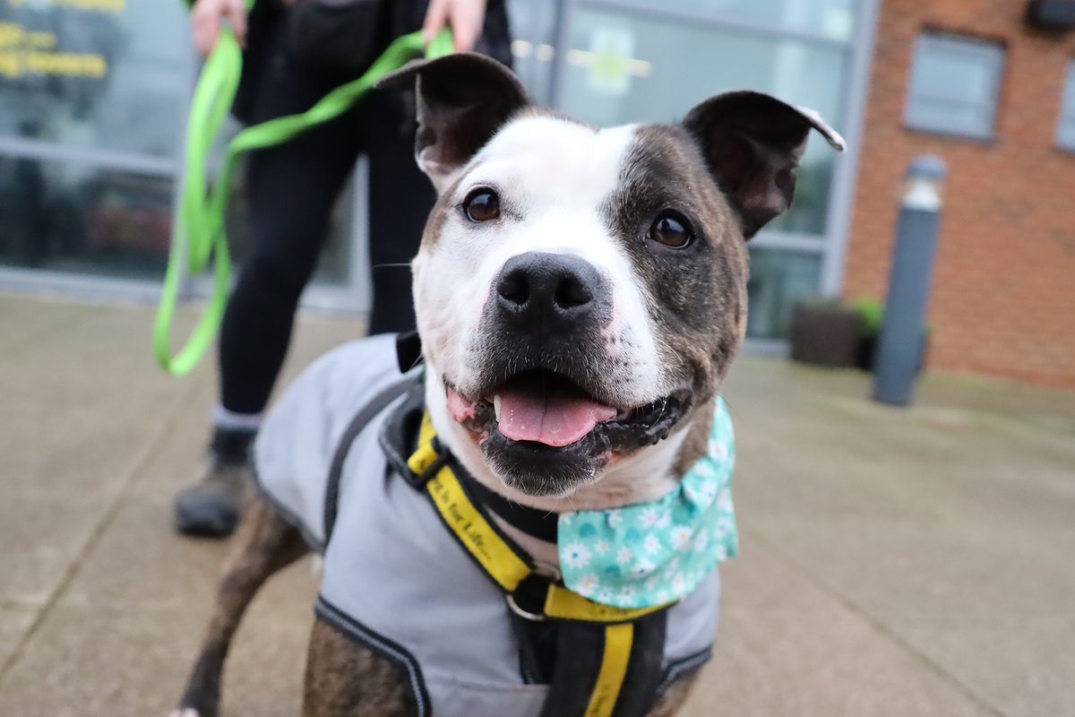 Here's Edward's happy face to brighten up your feed today!
😁🥰🐶

He's a 7yr old Staffy whos looking for his forever home now.

Find out more about him, and our other rescue dogs, on our website. 👉 dogstrust.org.uk/rehoming/dogs/…

 <a href="/DogsTrust/">Dogs Trust 💛🐶</a>