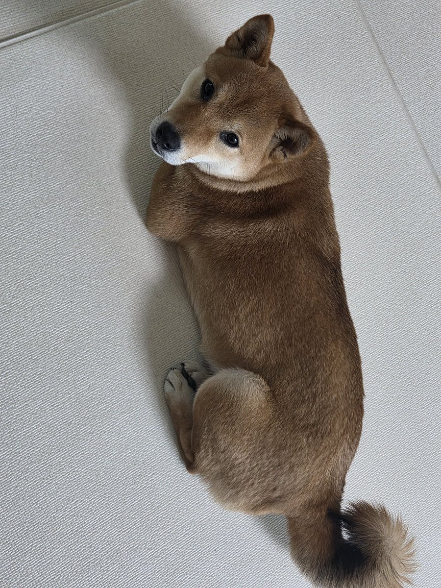 260216 #수빈 위버스 디엠 

🐰: 식빵 굽는 토리
         한국 도착하자마자 본가 내려왔어
         설날 잘 보내시게들

🐰: 아까 산책도 다녀왔다
         오랜만에 집밥 먹어쓰
         오늘 하루 종일 먹고 자고 토리랑 놀고 
         먹고 자고 토리 산책 나가고…
         이게 휴식이지