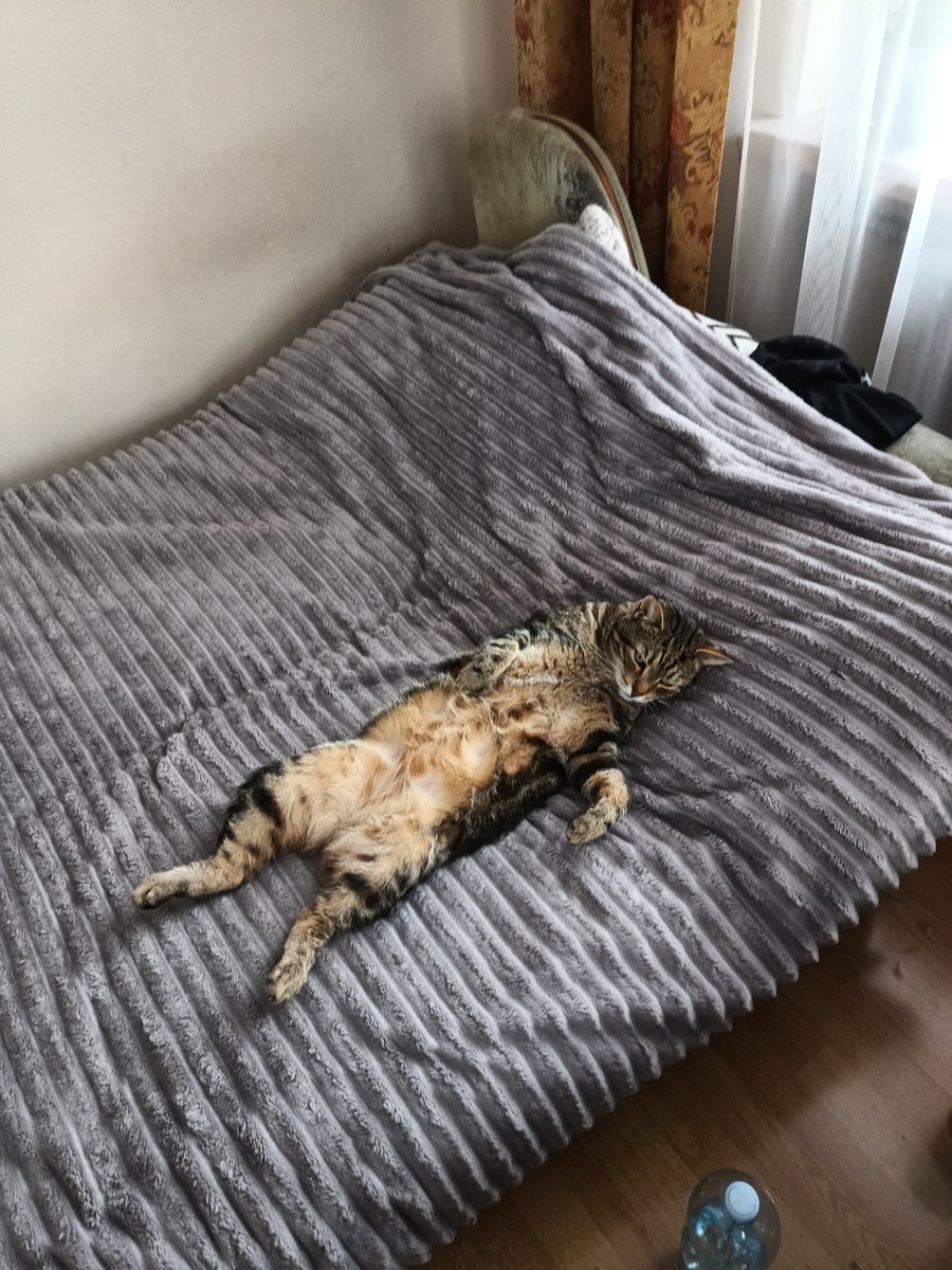 lebatrofmok's tweet photo. Leży knur opasły jeszcze tylko piwa w łapie brakuje https://t.co/7o5OHVGeNy