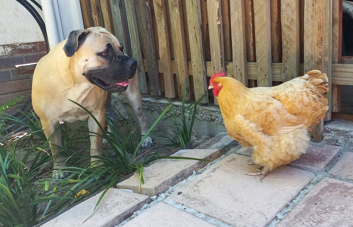 Roxy_Mayhem's tweet photo. When a dog and a chicken become friends, what could they be saying to one another🤔 Big dogs, especially bully breeds, can be raised with a gentle nature. Both Roxy-Mae and Ragnar (pitbull) were raised with chickens💖

#dog #chicken #AnimalLovers #DogLovers #gentlegiant https://t.co/xB3jEWiIDp