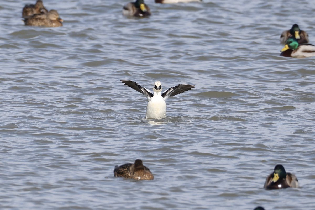 あんここ tweet media