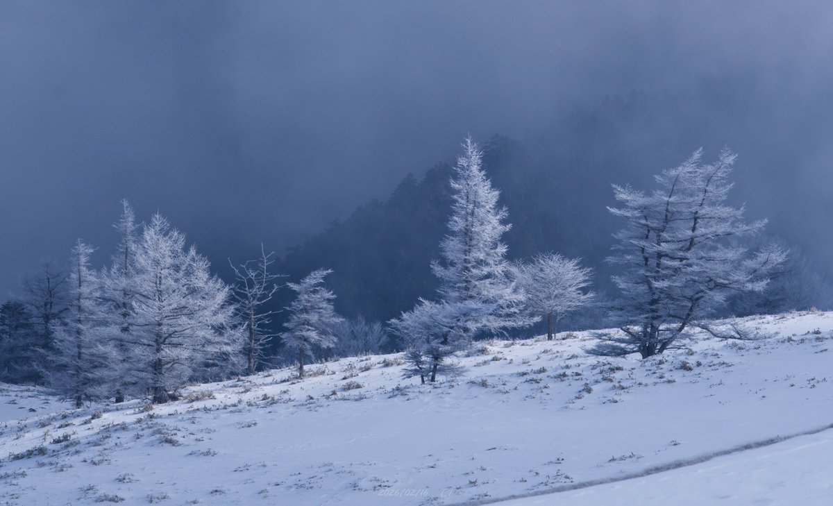 SHiMAシマログ tweet media