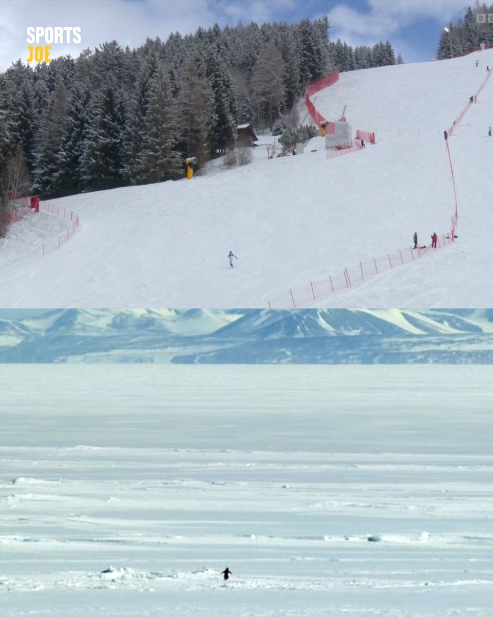 harrymwarner's tweet photo. Atle Lie McGrath doing his best nihilistic penguin impression after straddling a gate on his run for a medal in the Winter Olympics slalom 😅 https://t.co/O2uRDALE36