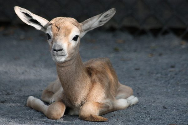 The Dictionary tweet media