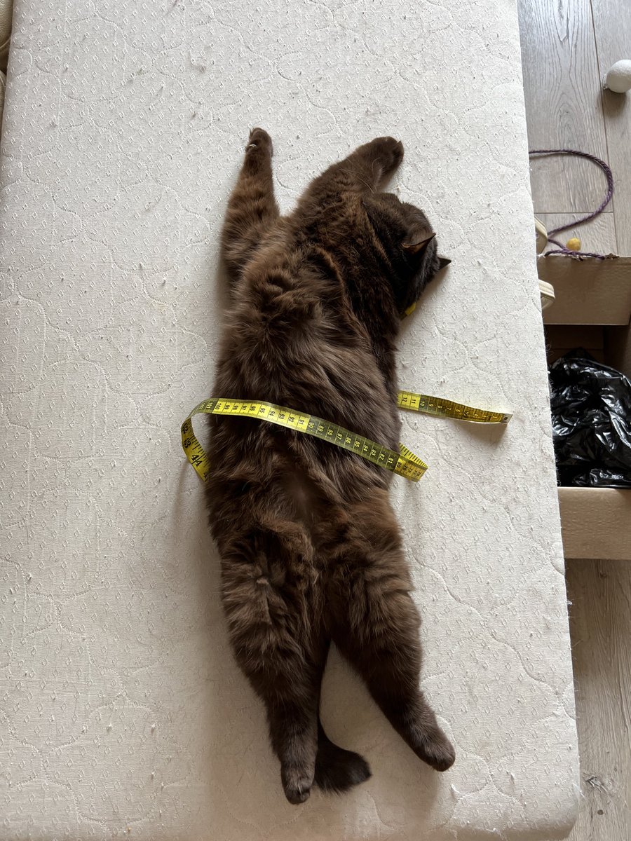 Аннушка с маслом и кошка Кирочка🐈‍⬛ tweet media