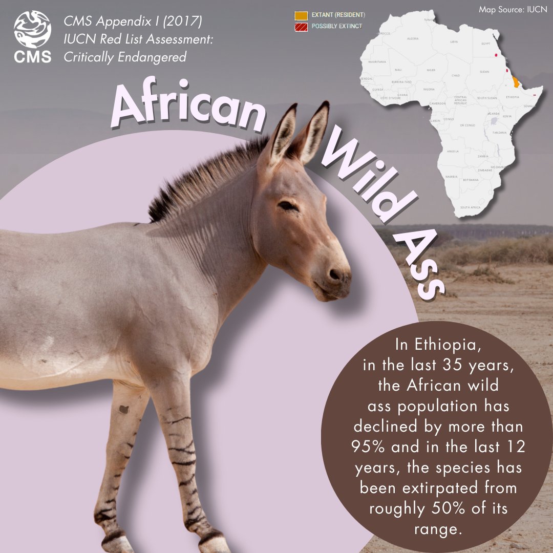 Convention on Migratory Species (CMS) tweet media