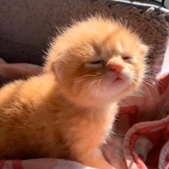 waterlilychu's tweet photo. ✨✨✨ I WOKE UP LIKE THIS ✨✨✨ https://t.co/ObLJbur9aH