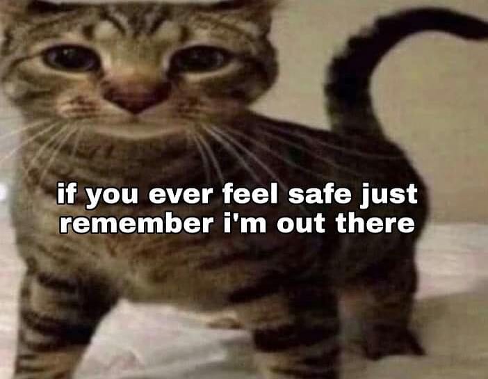 Punch Cat tweet media