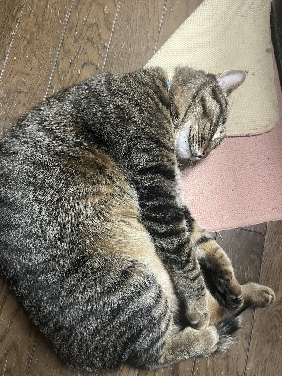 Qoochan1107's tweet photo. 日曜日の朝、仕事に行く準備をしていたら、ほにが居ないことに気付きました。
脱走防止策を開けっ放しにしたら、脱走防止策の意味はないんでよ…笑
いつもみたいに居なくて、探し回っていたら仕事に間に合わず遅刻。
逃がした老婆は、のんきにご飯を食べていました😑
困ったもんです😥 https://t.co/DBwC5oEHwQ