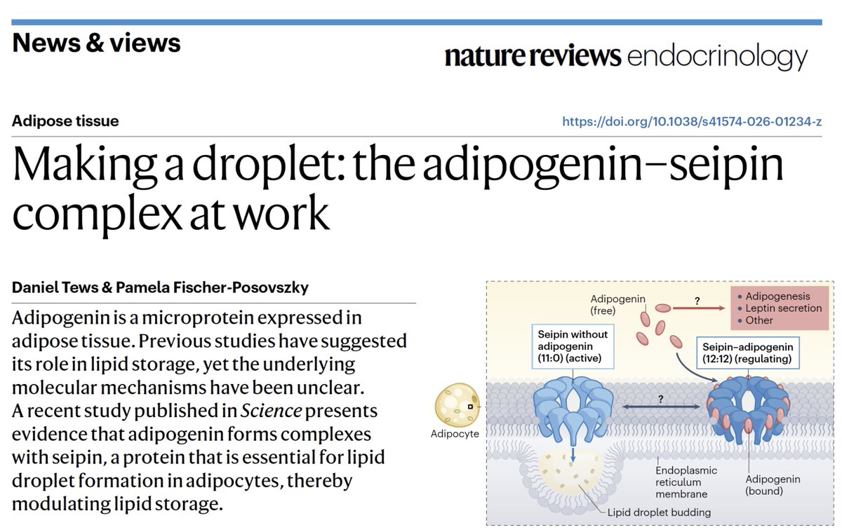 UTSWdiabetes tweet media