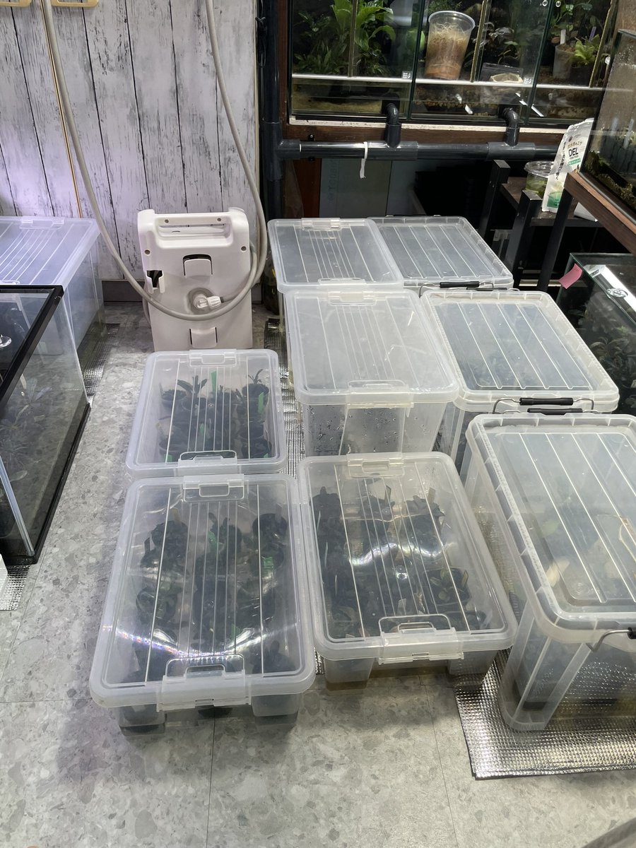 mitsuru188's tweet photo. 平置きでの管理
3日に一度は蓋を開けて様子を見ています。

分かりにくいかもしれませんが、2株葉っぱが1枚づつ溶けてますね💦 https://t.co/2M0oNSgDmD