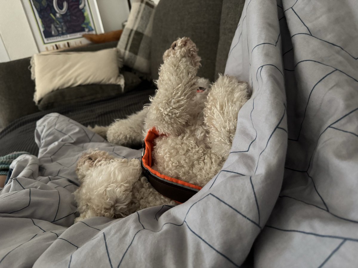 Ich: liege krank auf der Couch

Der kleine Hund: