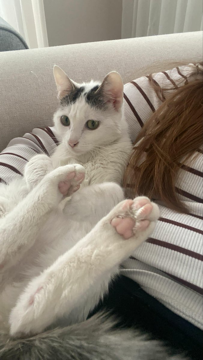 Bu güzel kedicik maalesef önceki ailesinden şiddet görmüş. Odaya kapatılıp aç bırakılmış. Sonra da sokağa atılmış. Çok sakin korkak bir kedi. Yeni yuvası olmak isteyen çıkar mı? Yedi aylık dişi İstanbul, Sakarya ve Kocaeli de yuva arıyor.