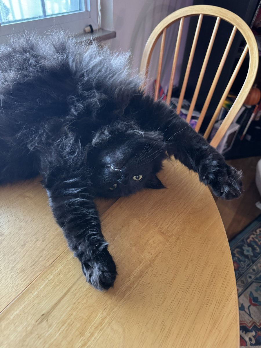 BunnyTaleGames's tweet photo. @LittleShellder I’m so sorry you’re dealing with all of this 🥺 here are some silly ish pictures of Salem https://t.co/3hZpN39zAy