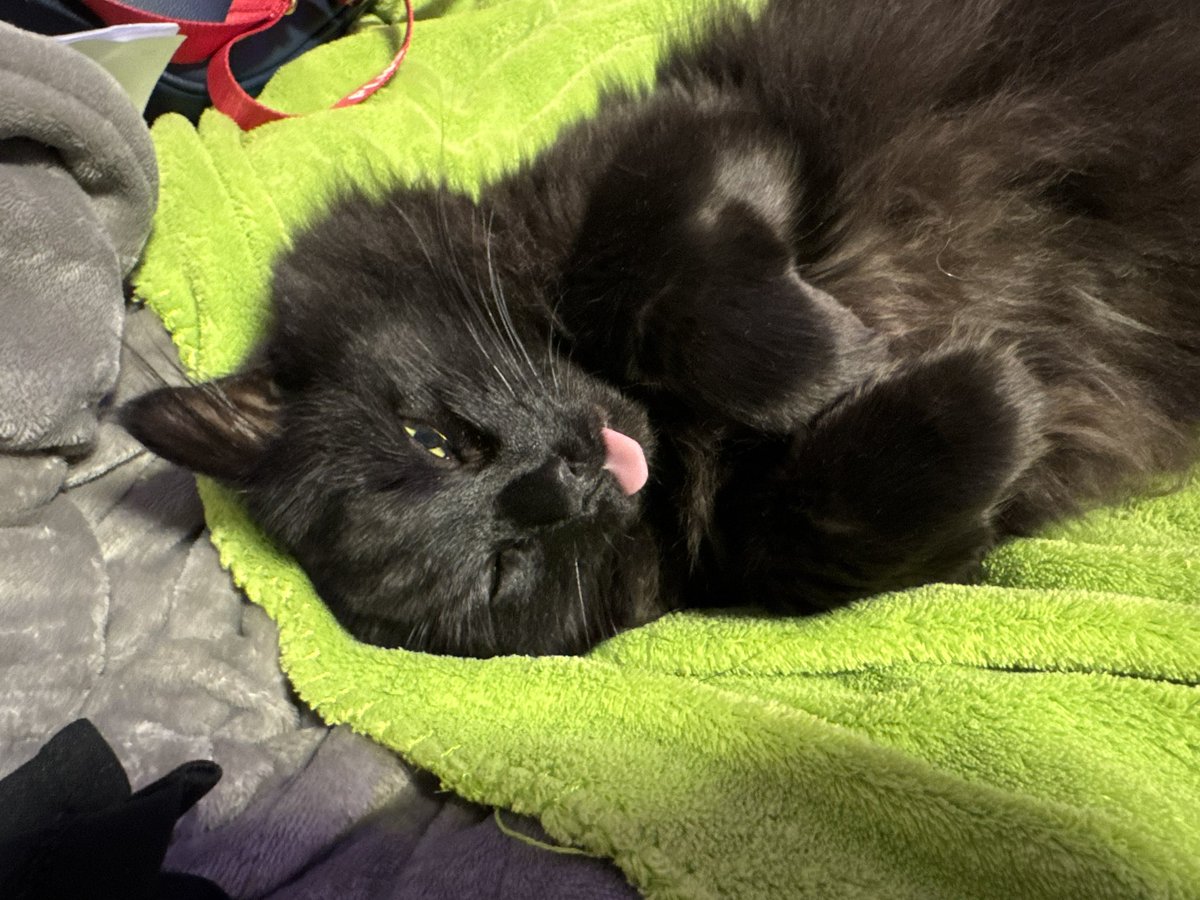 BunnyTaleGames's tweet photo. @LittleShellder I’m so sorry you’re dealing with all of this 🥺 here are some silly ish pictures of Salem https://t.co/3hZpN39zAy