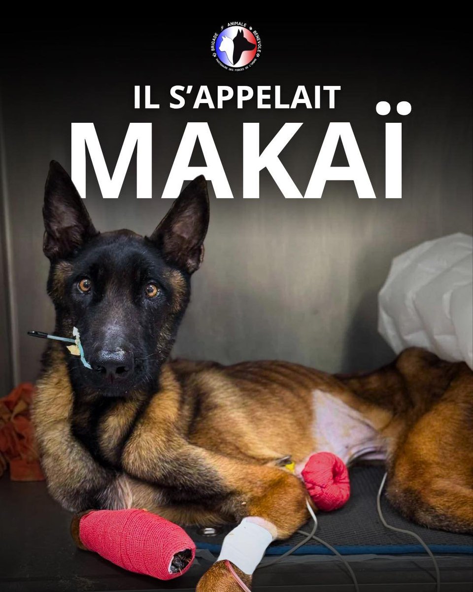 Après des jours de soins intensifs, son petit corps trop abîmé a lâché. Nous avons dû le laisser partir, dignement. Pardon Makaï. On veillera sur Arthur et Sia. Un chien de plus brisé par la négligence. 🖤brigadeanimalebenevole.fr/il-sappelait-m…