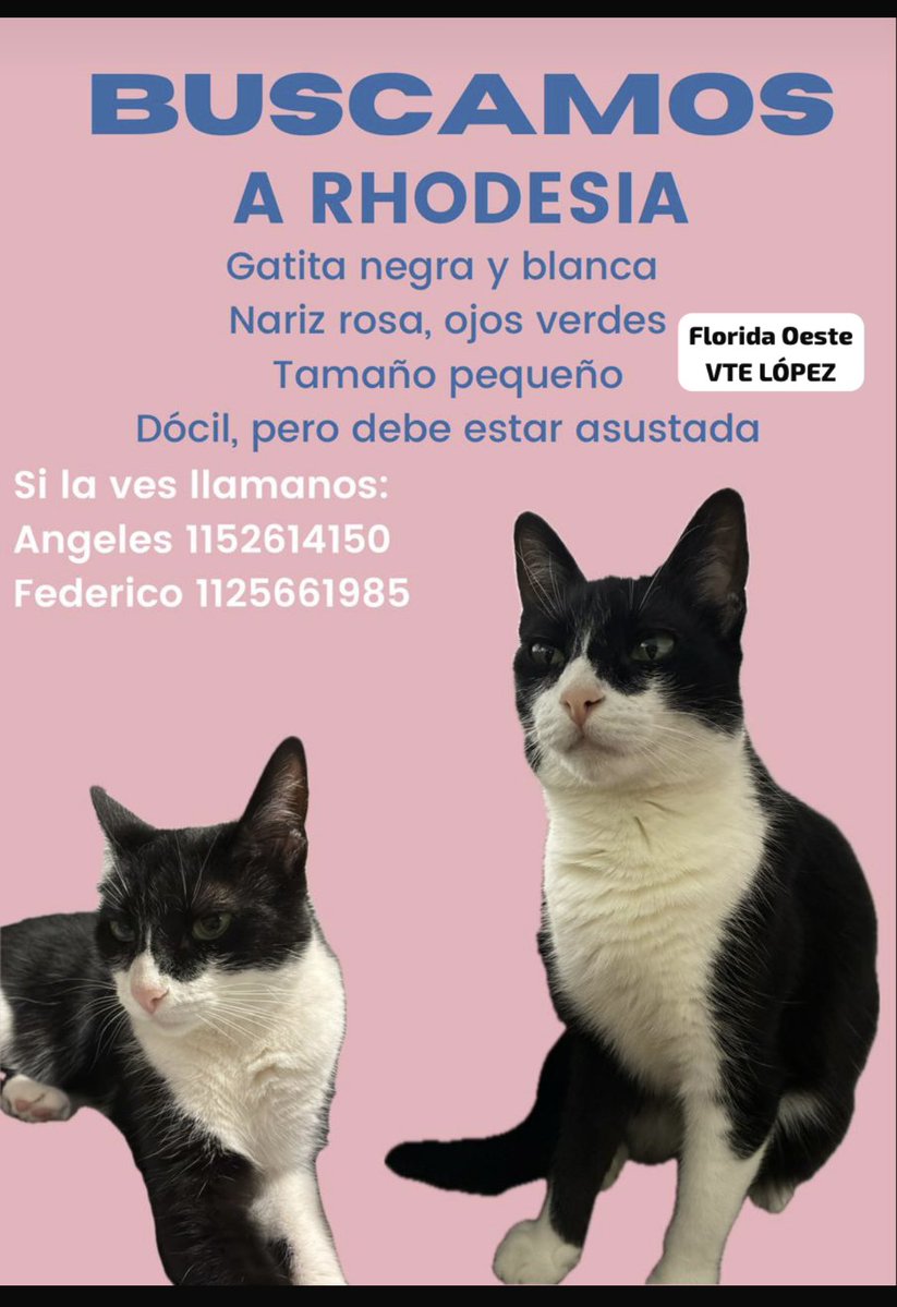 No vamos a dejar de salir a buscarte. Ya somos amigos de todos los gatos del barrio, a los cuales tbn estamos alimentando cuando salimos en las noches…

Tenes que volver #Rhodesia 🙏🏻