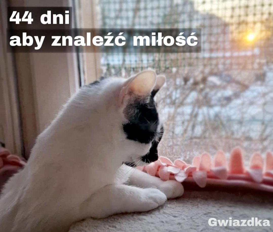 Jeśli ktoś chce posłuchać mądrego długu ws schronisk, tu jest link to profilu <a href="/SosKoty/">SOS KOTY Mielec</a> Bardzo mądrze wyjaśnione

Mają 42 dni by zapewnić swoim kotom dom. Dostali decyzje adm.z 10.2025 r. uznającą ich za schronisko

A kicia  szuka domu 🙏
facebook.com/share/1bTUTDaQ…