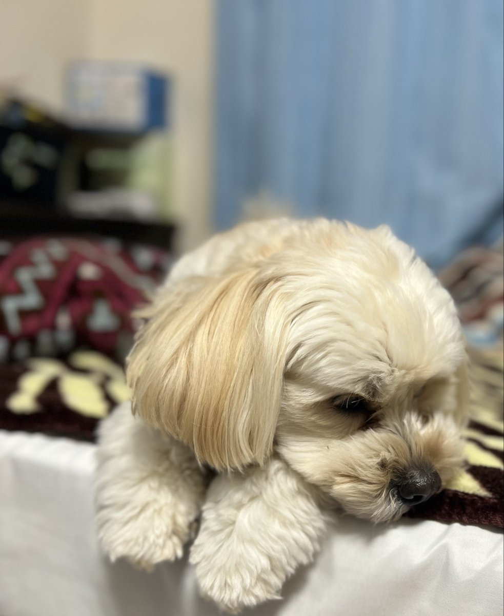 BleuTapis's tweet photo. 隣でまったり🐶 https://t.co/MPFYjBVc5z
