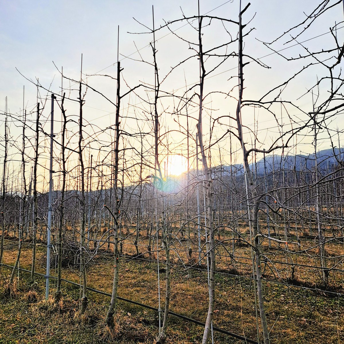 故郷を離れて健闘、格闘している者を応援する湘南の名品。
これ以上のものはありますまい。
誰も異論はありますまい。
あっても受け付けません（笑）