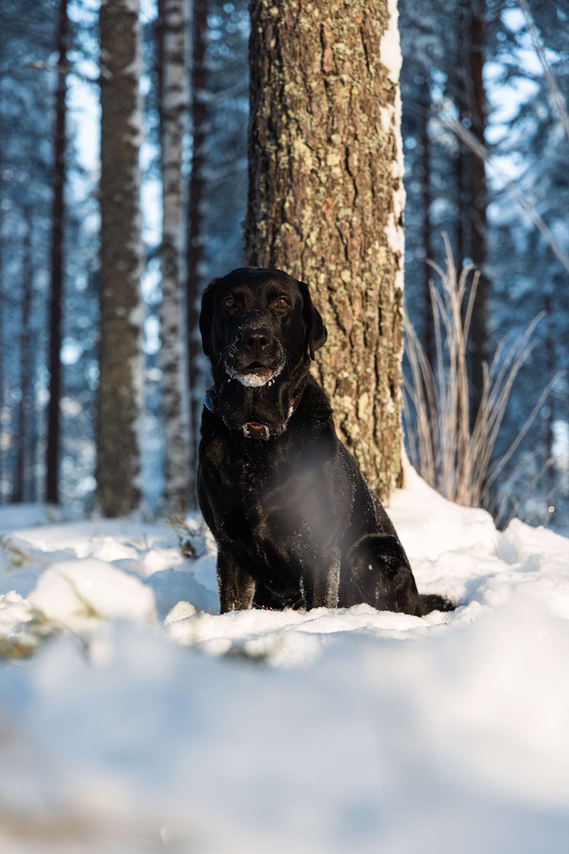 Karjalan prikaati tweet media