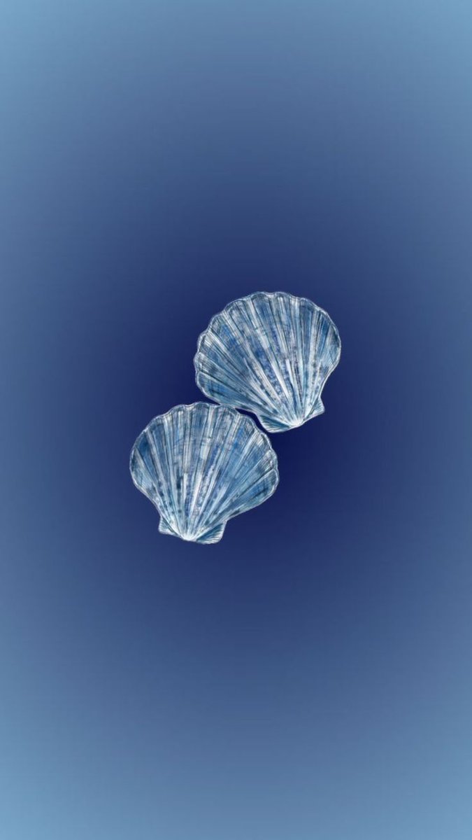 BlueOcean3276's tweet photo. Ocean things 🌸🐚 https://t.co/oaxotSMRmw