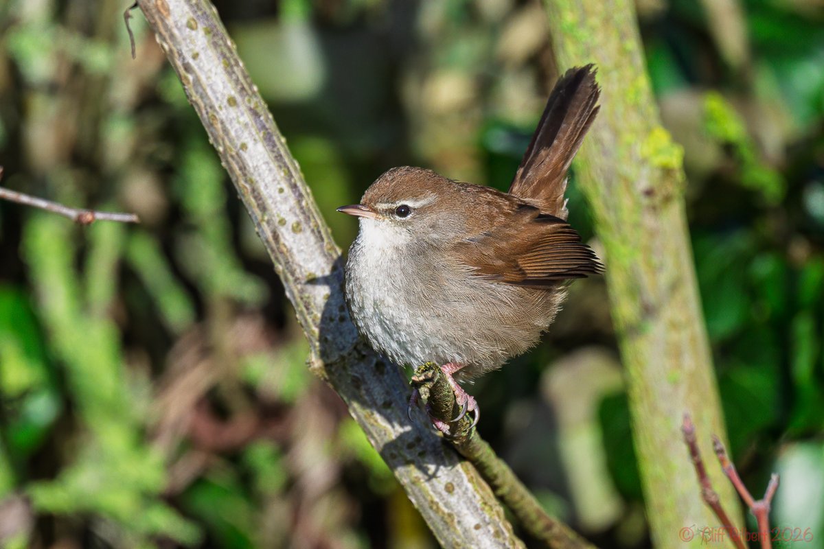 Cliff Gilbert tweet media