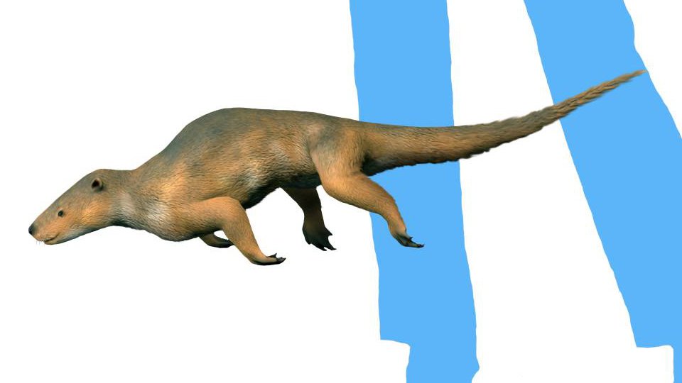 What are we working on at the museum? Our new research on Eocene mammals shows Pantolestes (like the little guy below) crossing continents and adapting to life in the water. tandfonline.com/doi/full/10.10… #Research #MammalSquad