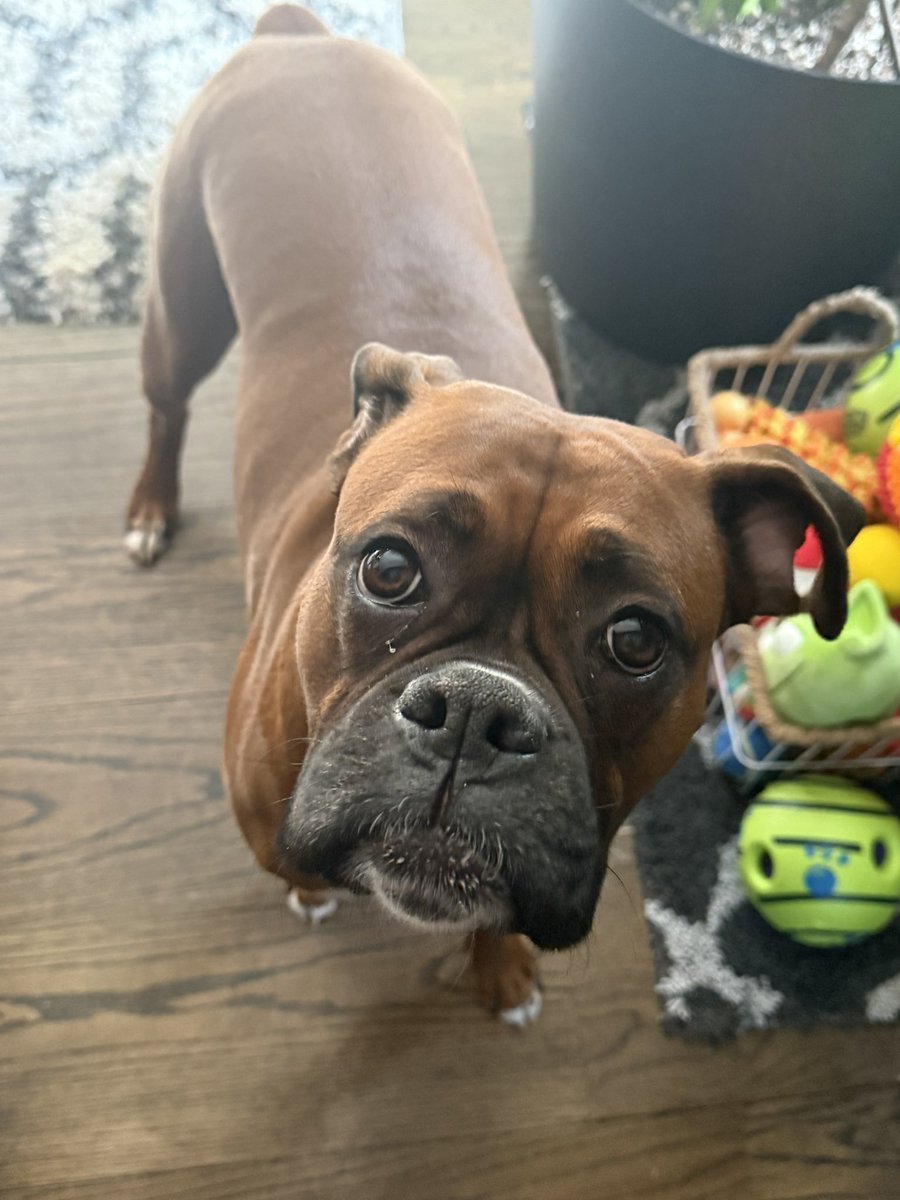 Good morning sweet Luna    

#boxerpuppy #boxerdogs #boxerlife 
#boxerlovers #boxersrock #boxersoftwitter #boxerdogsoftwitter #dogsoftwitter #dogsofx
