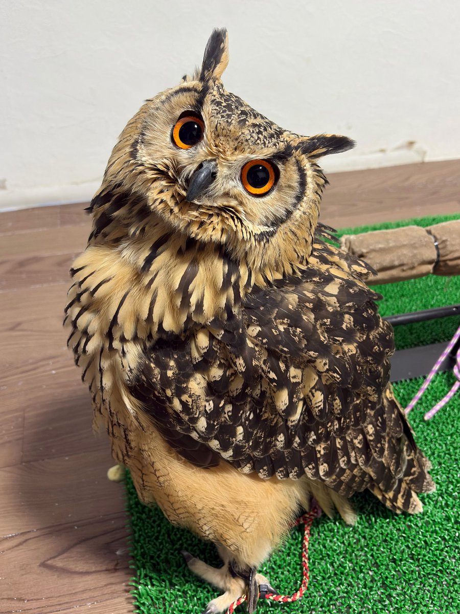 🦉とりちゅんHOUSE🦜 tweet media