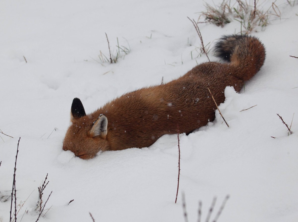 Bruh I love all the cuddling and hugs I get at cons but holy fuck I got spoiled and now I'm touch starved I blame Loknir