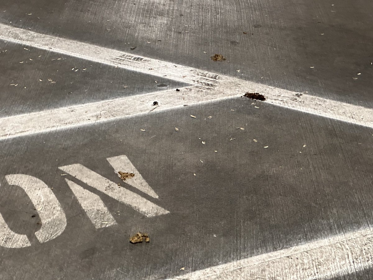 cfishing's tweet photo. @MtM_Vegas @VitalVegas @VenetianPoker @LasVegasLocally @VenetianVegas @PalazzoVegas
P1 self-parking at Palazzo is a health hazard. For weeks: multiple feces clumps in corners + widespread urine soaking. Strong odor, feels like a biohazard. Unacceptable for a top resort. https://t.co/XfKHpQFoyQ
