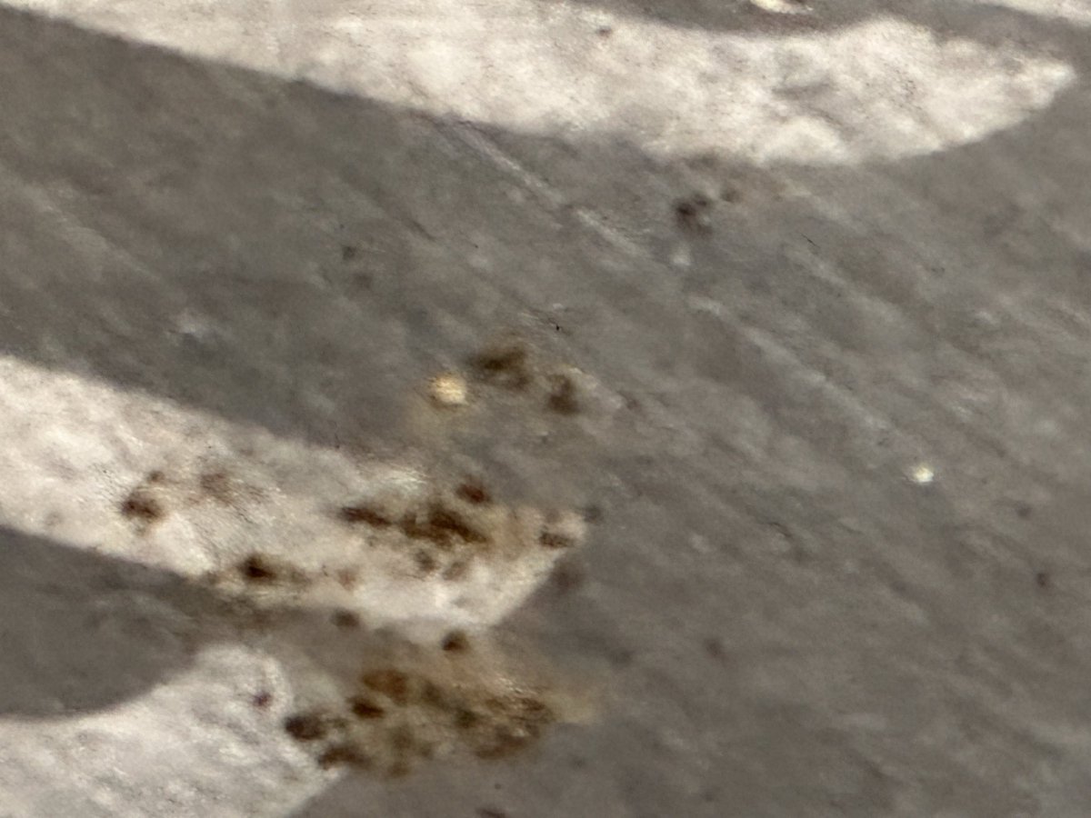 cfishing's tweet photo. @MtM_Vegas @VitalVegas @VenetianPoker @LasVegasLocally @VenetianVegas @PalazzoVegas
P1 self-parking at Palazzo is a health hazard. For weeks: multiple feces clumps in corners + widespread urine soaking. Strong odor, feels like a biohazard. Unacceptable for a top resort. https://t.co/XfKHpQFoyQ