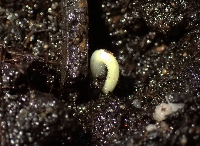 Chris Fowler tweet media