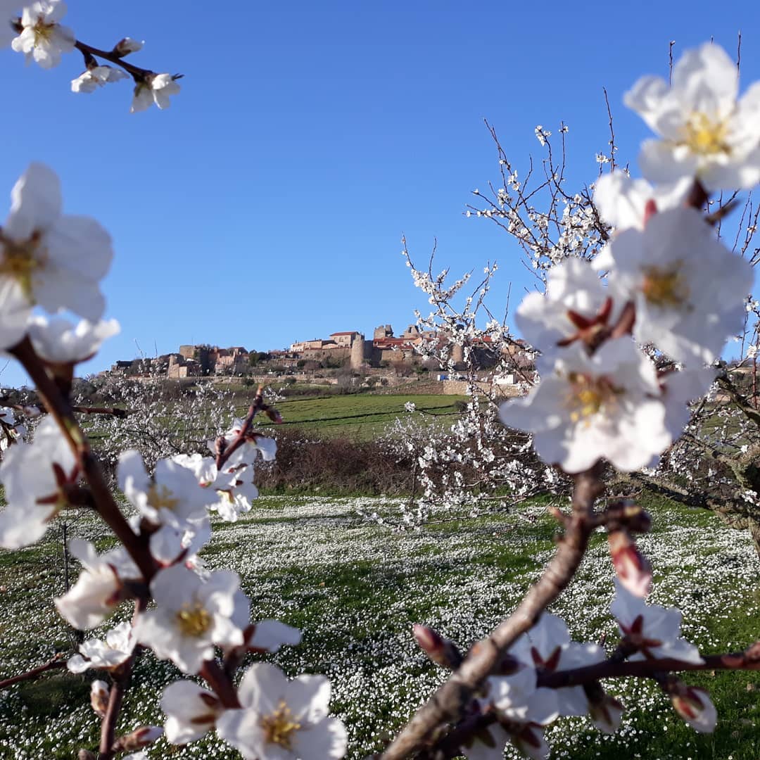 Entre o final de fevereiro e o início de março, as amendoeiras de Castelo Rodrigo despem-se de verde e vestem-se de branco efémero. Um momento mágico para descobrir a região.

📸 <a href="/cisterna/">guillermo</a>.guesthouse

#CasteloRodrigo #AldeiasHistoricas #Portugal
