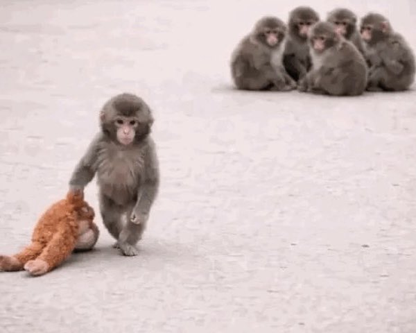 ppppppun_'s tweet image. ช้านร้องห้าย อยากเกิดเป็นลิง 
จะได้เล่นเป็นเพื่อนน้อง ㅜㅜㅜㅜㅜㅜ