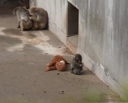 ppppppun_'s tweet image. ช้านร้องห้าย อยากเกิดเป็นลิง 
จะได้เล่นเป็นเพื่อนน้อง ㅜㅜㅜㅜㅜㅜ