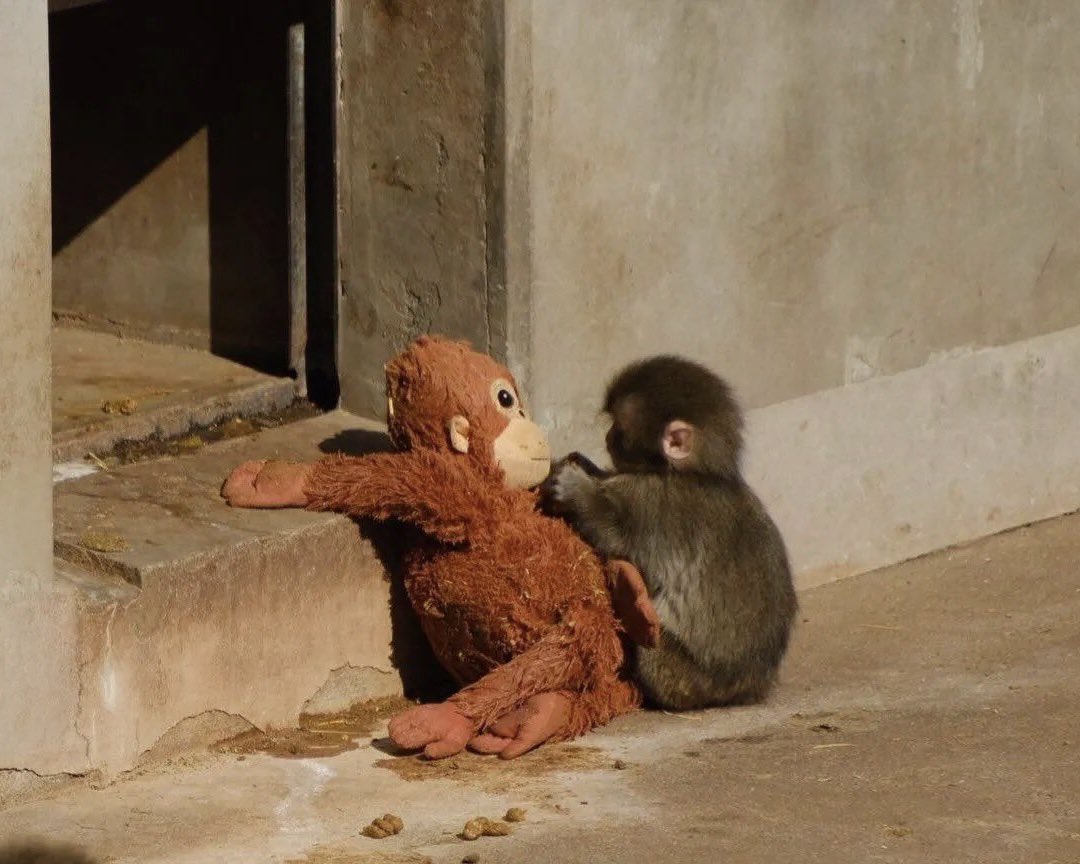 ppppppun_'s tweet image. ช้านร้องห้าย อยากเกิดเป็นลิง 
จะได้เล่นเป็นเพื่อนน้อง ㅜㅜㅜㅜㅜㅜ