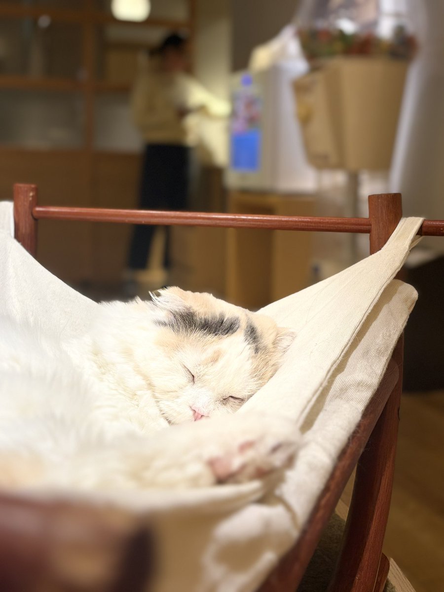 Watanabe_ryooo's tweet photo. こないだ猫カフェ行ってきたのである https://t.co/Ppd5DQzYQC