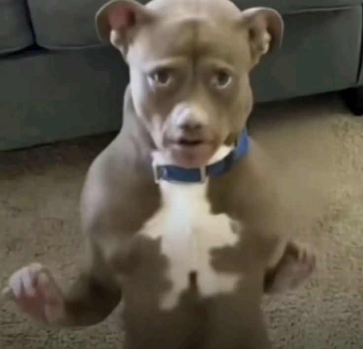 uwaa i miss this acc sm tinatambakan ako ng mga gawain e!