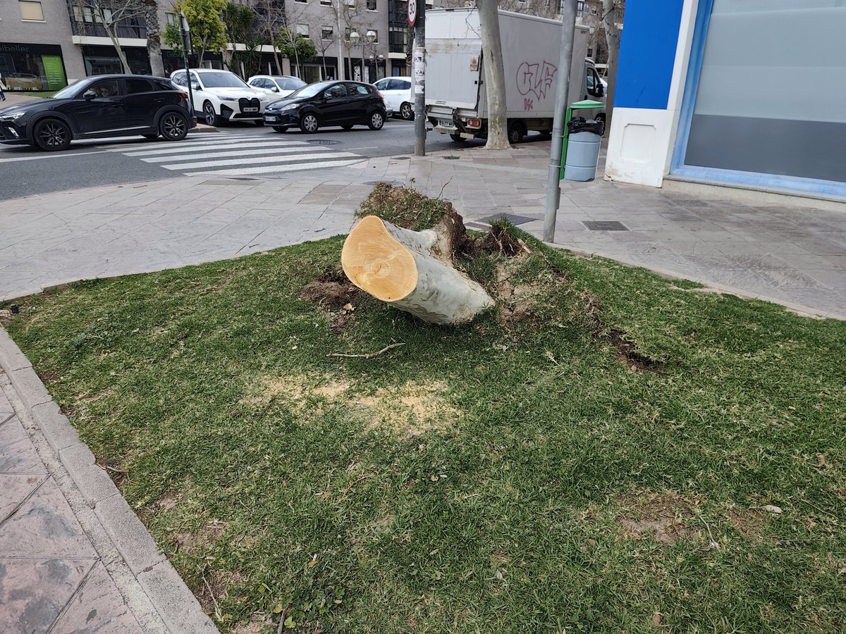 Solía esperar al autobús a la sombra de este árbol 🌳😰.