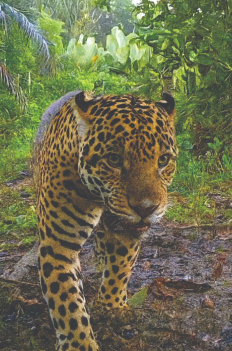 CaracolBga's tweet image. 🐆🟡 #Enimagenes | Estos son Yessy, Balam y Pipatón. Son tres de los 11 jaguares confirmados en el Magdalena Medio. Tras casi diez años de monitoreo, ahora harán el primer censo regional para saber cuántos hay y cómo proteger esta especie clave. 📸: Fundación Cuidar La Tierra.