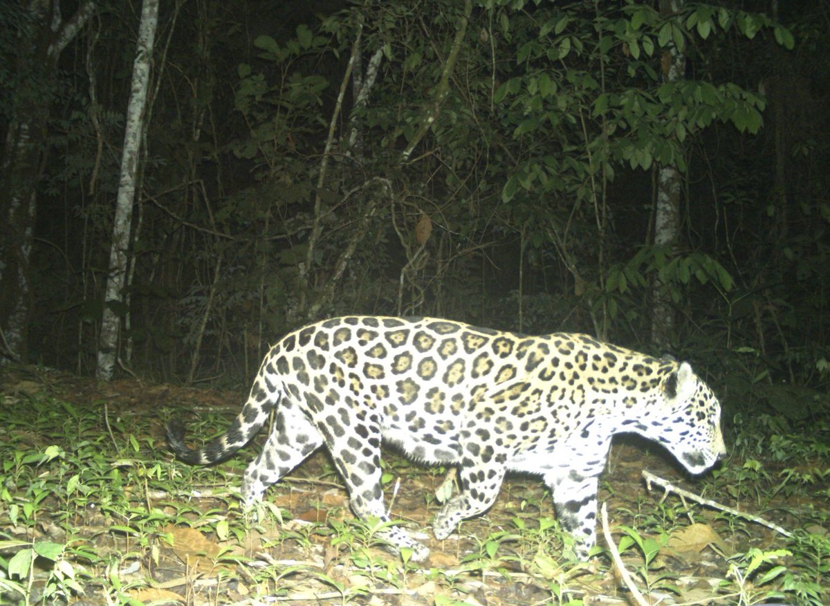 CaracolBga's tweet image. 🐆🟡 #Enimagenes | Estos son Yessy, Balam y Pipatón. Son tres de los 11 jaguares confirmados en el Magdalena Medio. Tras casi diez años de monitoreo, ahora harán el primer censo regional para saber cuántos hay y cómo proteger esta especie clave. 📸: Fundación Cuidar La Tierra.