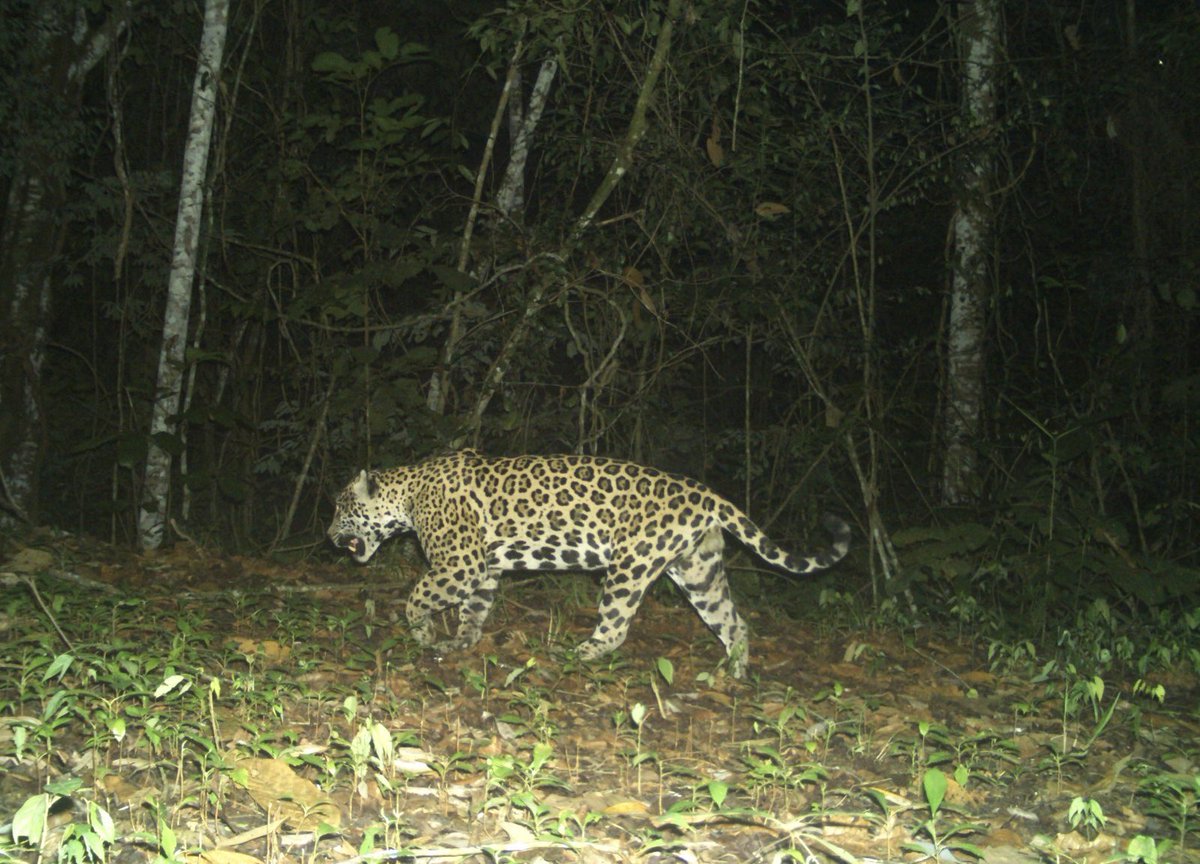 CaracolBga's tweet image. 🐆🟡 #Enimagenes | Estos son Yessy, Balam y Pipatón. Son tres de los 11 jaguares confirmados en el Magdalena Medio. Tras casi diez años de monitoreo, ahora harán el primer censo regional para saber cuántos hay y cómo proteger esta especie clave. 📸: Fundación Cuidar La Tierra.