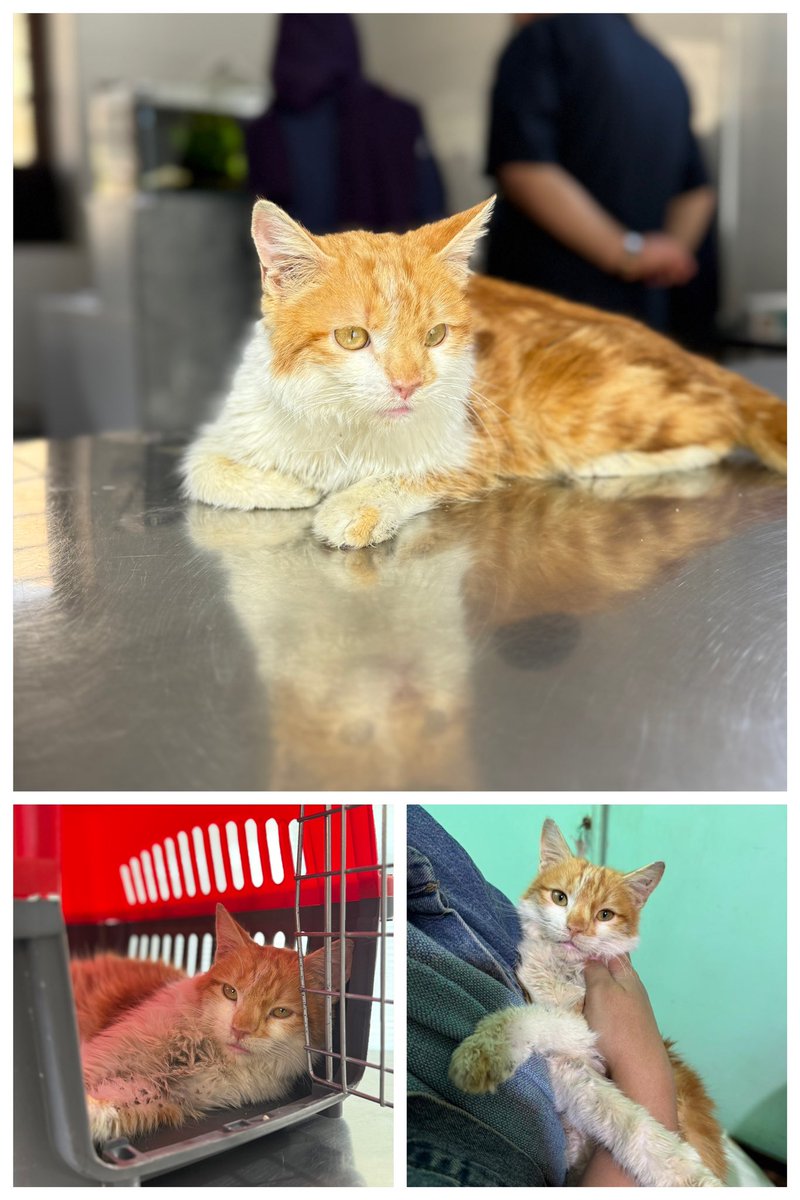 فرش ایرانی tweet media